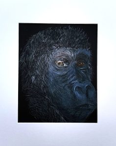 Gorilla, matted pen and ink drawing by ASPIE artist Trish Barsby of a gorilla’s face on black paper